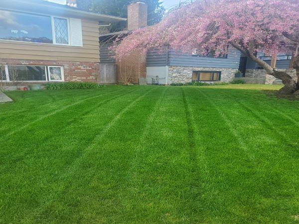 LAWN PIC 600X450 1