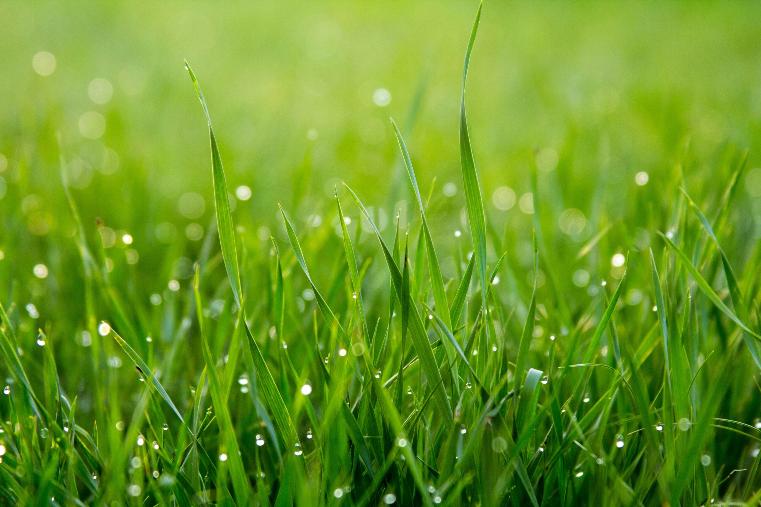 Featured image for “Lawn Care Strategies for Vancouver’s Unique Climate!”