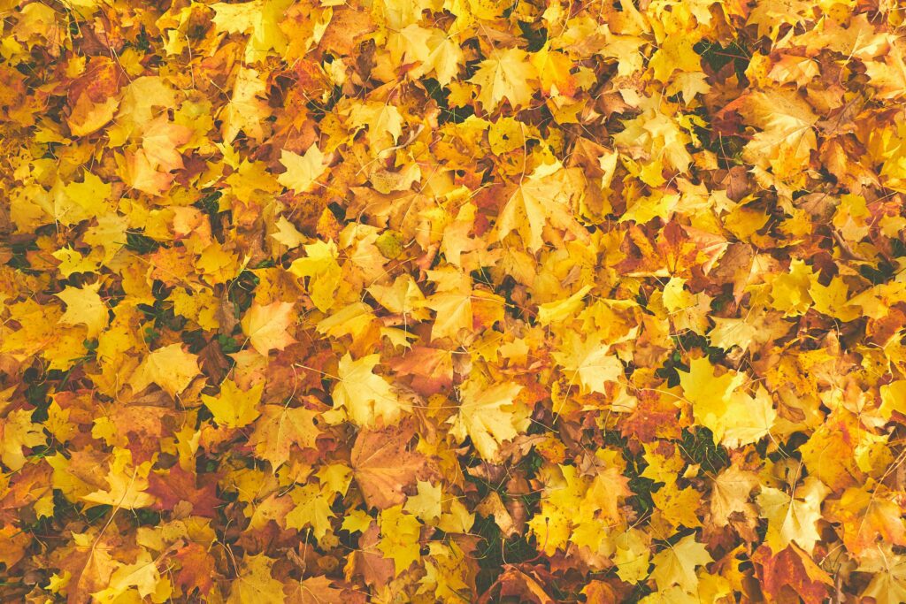 dry fall leaves