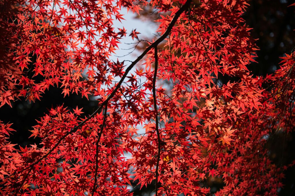 landscaping vancouver japanese maple